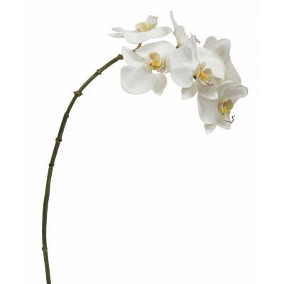 22in Orchid Phalaenopsis - White