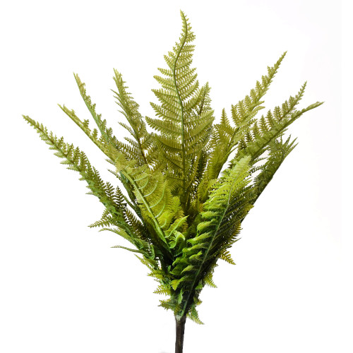18.5in Fern Bush