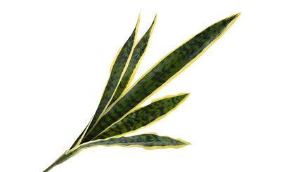 26in Dracaena Spray (Mother in Law's Tongue)