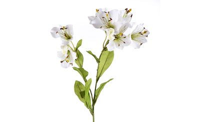 26in Alstroemeria Spray - White