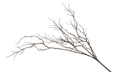 42in Twig Branch