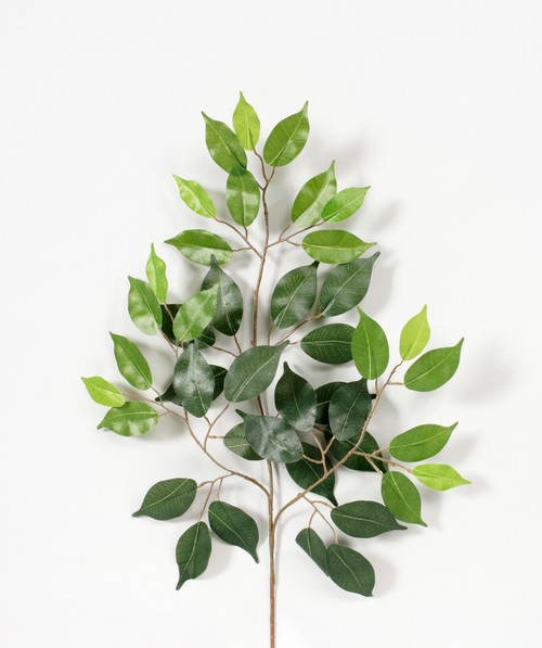 23in Ficus Spray (Bag of 12)