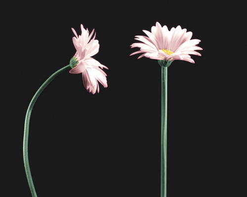 Gerbera Sleeves - Green (Pack of 250)