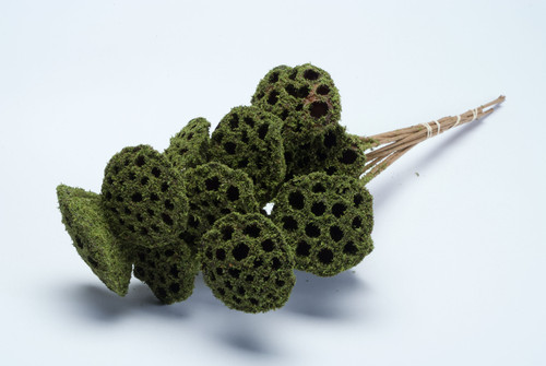 Moss Coated Lotus Pod on Stem (6pk)