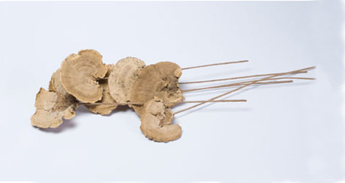 Natural Sponge Mushroom on Pick (6pk)