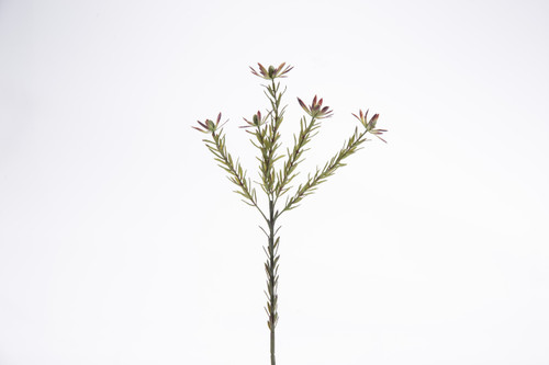 28.5in Protea Plum Spray