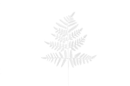 9in Leather Leaf Fern - White