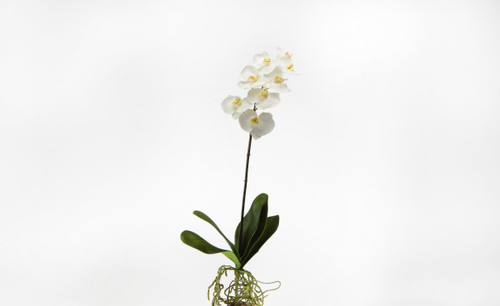 32in Phalaenopsis Orchid - White