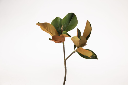 25in Magnolia Leaf