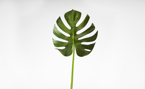 42in Split Leaf Philodendron