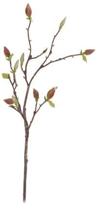 38in Magnolia Bug Tree Branch - Natural