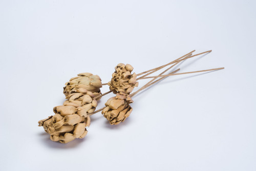 Dried Chico Choke - Natural (5pk)