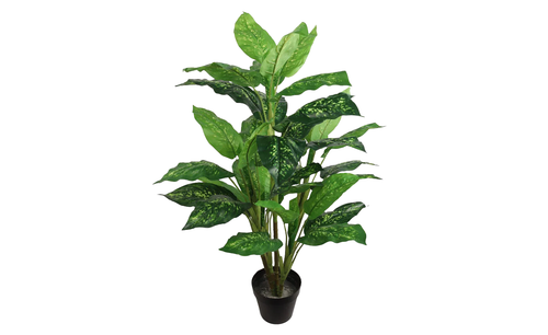 3ft Dieffenbachia Tree