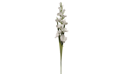 36in Gladiolus - White
