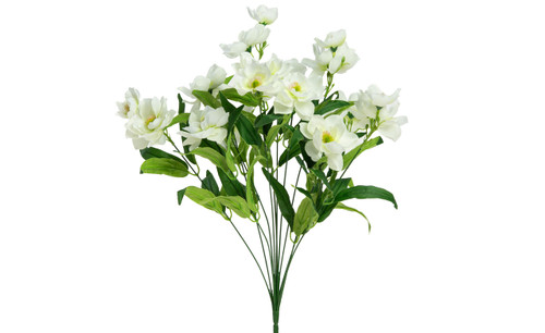 Fairy Magnolia Bush x12 - Alabaster