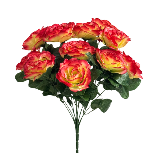 American Heritage Rose Bush x12 - Fire & Ice