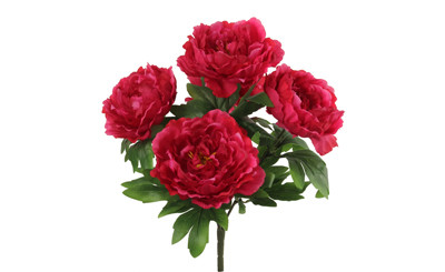 20in Peony Bush x5 - Beauty