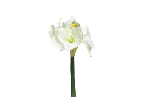 19.5in Amaryllis - White