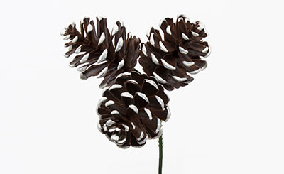 7.5in White Tipped Pine Cones x3 Pick (12pk)