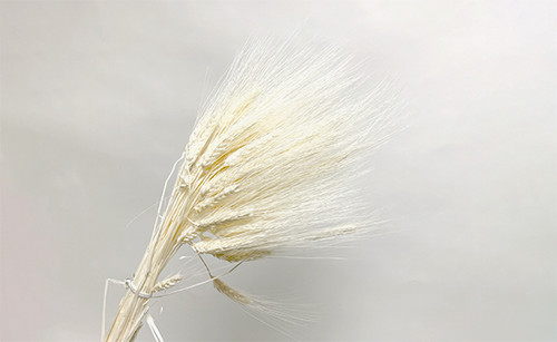 8oz Bleached Wheat