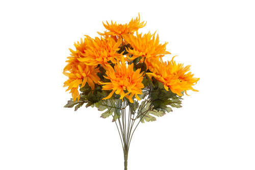 Spider Mum Bush x12 - Gold