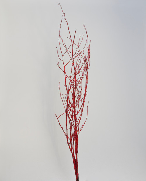 3-4.5ft Painted Glitter Birch Branches - Red