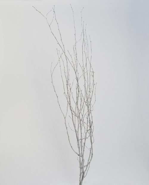 3-4.5ft Painted Glitter Birch Branches - Silver