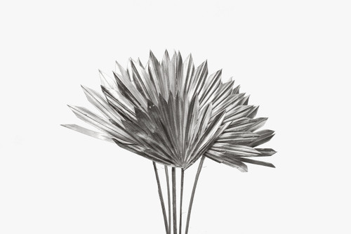 18in Long Dried Palm Sun Spear with Stem - Silver