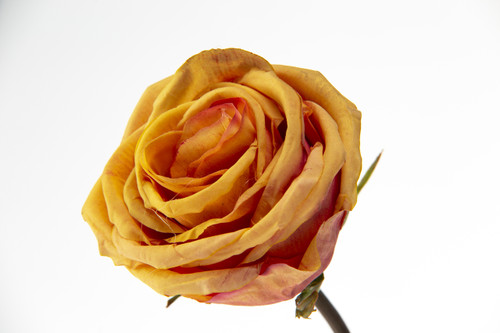 20.5in Ecuadorian Rose Bud - Orange