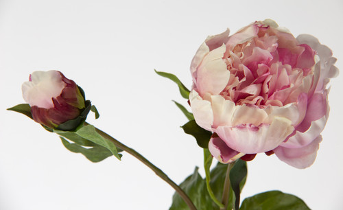 19.5in Peony Open Bud Stem - Pink