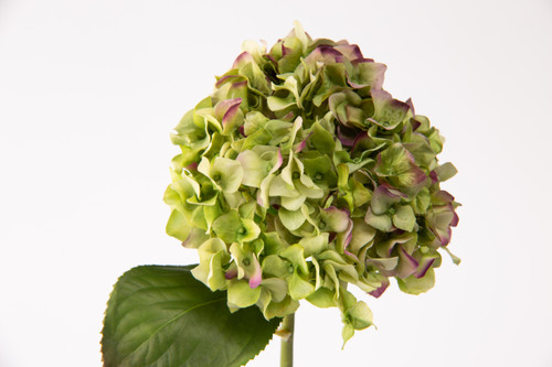 18in Short Stem Hydrangea - Green Purple