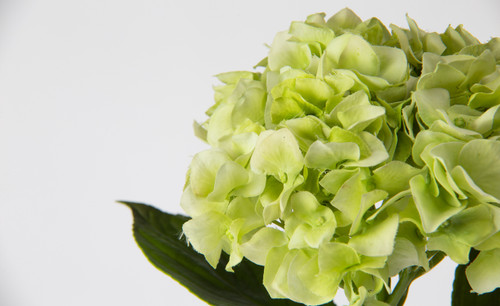 18in Short Stem Hydrangea - Light Green