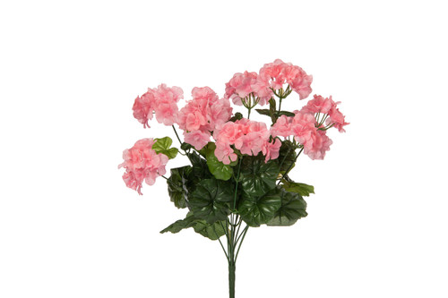 Geranium Bush x12 - Pink