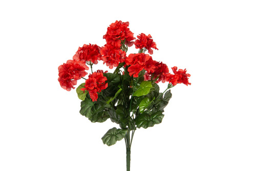 Geranium Bush x12 - Red