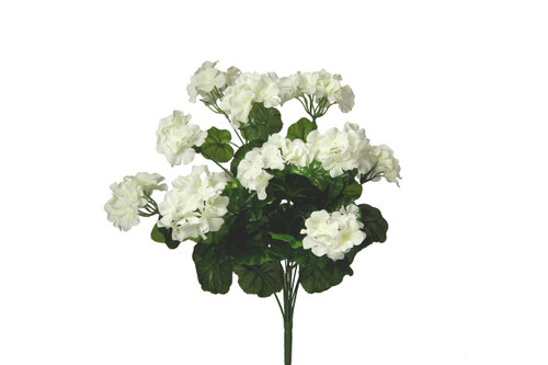 Geranium Bush x12 - White