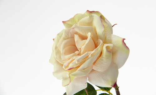 20.5in Natural Touch Westminster Open Rose - Champagne