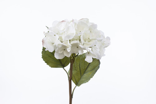 22in Dried Grand Hydrangea Stem - White