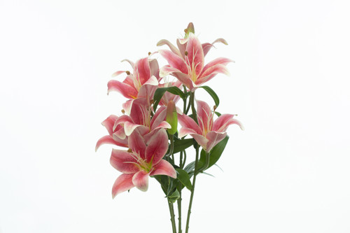 Hybrid Lily Bush x9 - Rhubrum