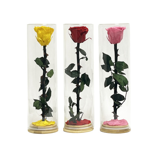 11.5in Tall Preserved Rose in Glass Cloche - Red Yellow Pink
