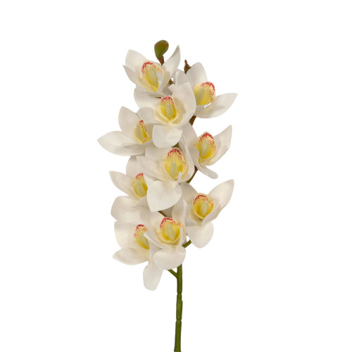 29in Cymbidium x10 - White