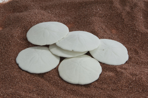 2in New England Sand Dollar (Bag of 6)