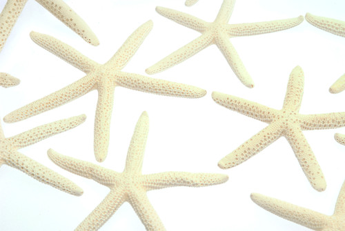 4-5in Starfish - White (Bag of 12)