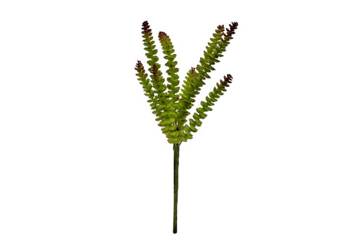 14in Crassula x8 Succulent