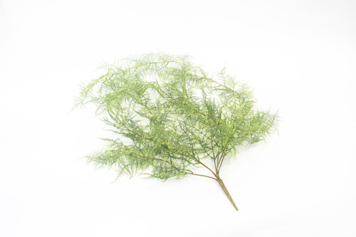 Hanging Plumosa Vine x7