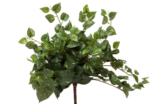 21in Hanging Pothos Bush x12