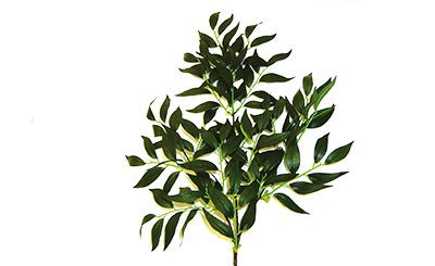 26in Ruscus Spray x14