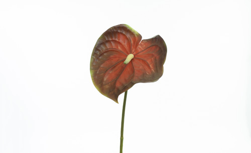 26in Large Anthurium Spray - Red Green
