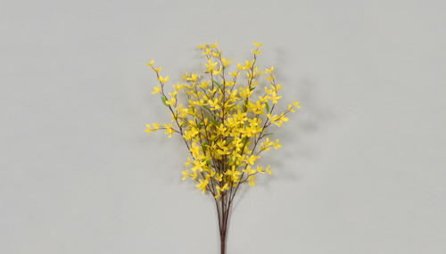 32in Forsythia Bush x5 - Yellow