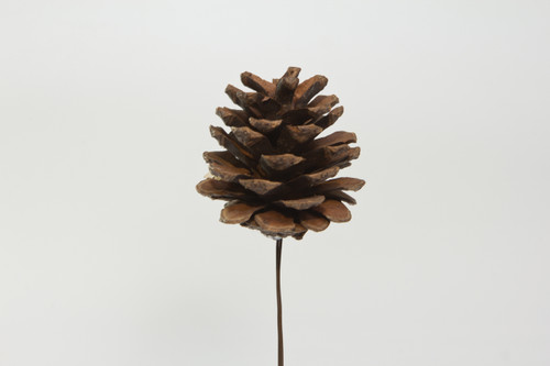 3-4cm Pine Cone Pick - Natural (12pk)
