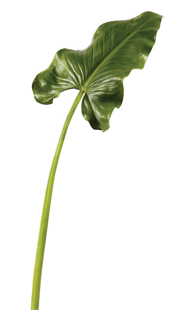 46.5in Calla Lily Leaf